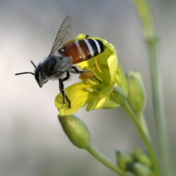 SENSIBILISATION-SCOLAIRE - ZERO DECHET - BIODIVERSITE SENSIBILISATION-SCOLAIRE - ZERO DECHET - BIODIVERSITE