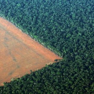 deforestation-amzonie SENSIBILISATION-SCOLAIRE - ZERO DECHET - BIODIVERSITE