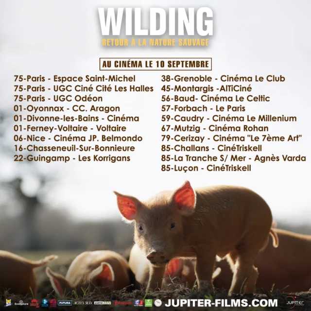 🌿✨ Sortie du film WILDING ✨🌿

Et si on laissait la nature reprendre ses droits ? 🦋🌳
WILDING, le documentaire événement, nous plonge dans une incroyable aventure de réensauvagement, où l’espoir renaît à chaque image 

🎬 Un film inspirant, qui montre qu’un autre avenir est possible : plus sauvage, plus libre, plus respectueux du vivant.

Chez GreenMinded, on est fiers de soutenir ce film porteur d’espoir 💚
Parce que protéger la biodiversité, c’est aussi s’émerveiller devant sa force de résilience.

📅 En salle dès maintenant !
👉 Courez le voir et laissez-vous emporter par la magie du vivant.
@kneppwilding 

#WildingLeFilm #Reensauvagement #GreenMinded #Biodiversité #FilmDocumentaire #Nature