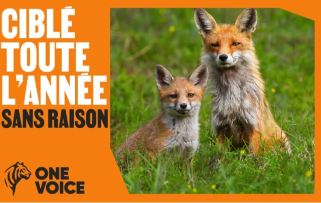 [UNE PETITION POUR SAUVER 500 000 RENARDS CHAQUE ANNEE]

S'il vous, plait, signez cette pétition sur le site de l'Assemblée Nationale (lien en bio) https://petitions.assemblee-nationale.fr/initiatives/i-4583 

✅ Le renard aide à réduire le risque de maladie de Lyme, car il régule les rongeurs porteurs de tiques.
✅ Le renard ne menace pas l’agriculture ; au contraire, il dévore chaque année des milliers de rongeurs qui ravagent les cultures.

Pourtant, il est toujours sur la liste des "espèces nuisibles", il peut donc être traqué, chassé, piégé, toute l'année. Aucun répit.

Pourtant, le rôle écologique du renard est essentiel :
🌱 Il protège les cultures en régulant naturellement campagnols et mulots.
🦠 Il agit comme un charognard sanitaire, nettoyant carcasses et cadavres, évitant la propagation de maladies.
🌳 En mangeant fruits et baies, il disperse des graines, favorisant la biodiversité.

👉 Les arguments pour le maintenir sur la liste des « espèces susceptibles d’occasionner des dégâts » (ESOD) ne reposent sur aucune base scientifique.
👉 L’ANSES (Agence nationale de sécurité sanitaire) elle-même affirme que le motif sanitaire ne justifie pas ce classement.